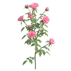 Rose bush 3d illustration isolated on the white background