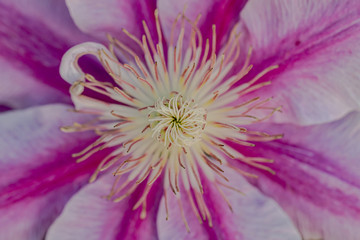 Macro fie of a flower creating a nice background