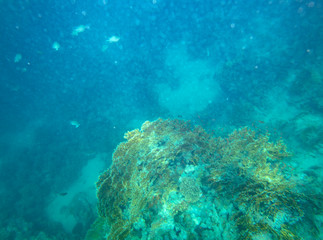 sea fish near coral, underwater