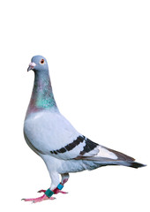 full body of speed racing pigeon bird standing isolate white background