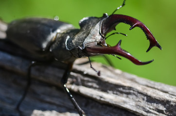 Majestic male stag beetle, Lucanus Cervus. on an old tree. in the natural environment.
