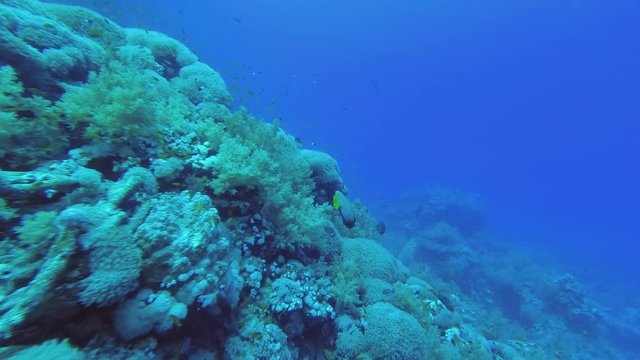 Beautiful coral reef with soft corals and school of tropical fish of various species - Underwater shots 