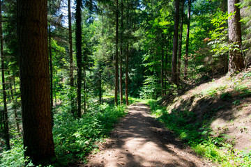 Fototapeta premium wunderschöner Schwarzwald nahe Sasbachwalden im Sommer