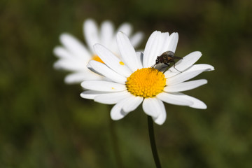Fototapeta premium Gänseblümchen mit Gast