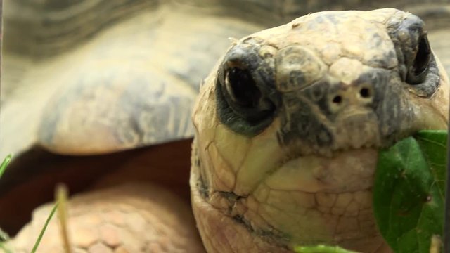 ホウシャガメ、カメ、マダガスカルホシガメ / The radiated tortoise, Astrochelys radiata, eating the plant material, 4K