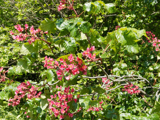 Obraz premium Aesculus ×carnea - Fleischrote Rosskastanie oder Rotblühende Rosskastanie