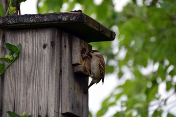 Birdhouse on tree, house sparrow while feeding the offspring