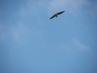 サギ　岐阜県　中津川　付知川　上空