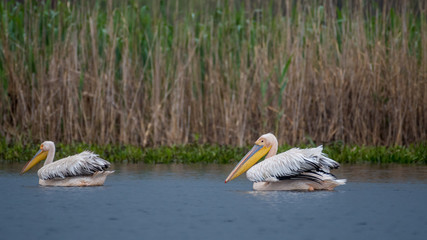 Flock of white pelicans in the wild- Danube Delta Romania