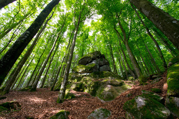wunderschöner Schwarzwald nahe Sasbachwalden im Sommer