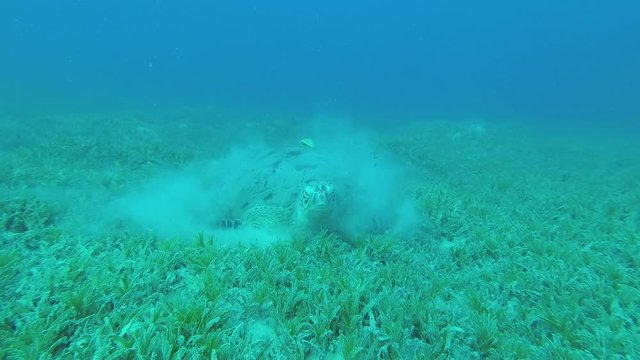 Green Sea Turtle - Chelonia mydas is laid to rest on the seabed covered with green sea grass, Underwater shots 