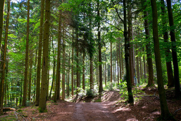 wunderschöner Schwarzwald nahe Sasbachwalden im Sommer