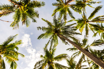 Fototapeta na wymiar Coconut palm tree park with sunset sky cloud in island