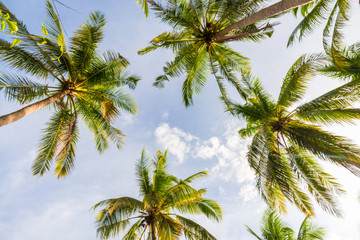 Fototapety  Park palm kokosowych z chmurą nieba o zachodzie słońca na wyspie