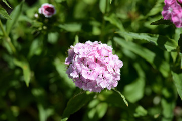 Sweet william flowers (Dianthus barbatus) in the summer garden close up
