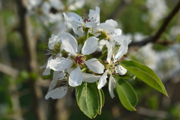 blooming pear