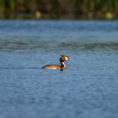 Isolated single beautiful adult Great Crested Grebe in the wild- Danube Delta Romania