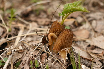 Obraz premium leaf through the mushroom