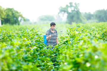indian farmer spraying pesticide at cotton field