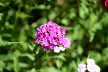 Sweet william flowers (Dianthus barbatus) in the summer garden close up