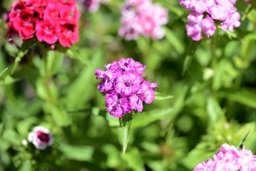 Sweet william flowers (Dianthus barbatus) in the summer garden close up