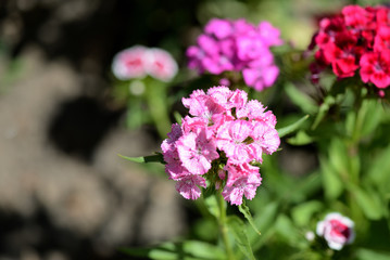 Sweet william flowers (Dianthus barbatus) in the summer garden close up