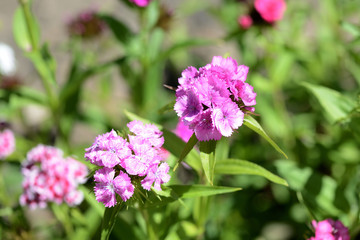 Sweet william flowers (Dianthus barbatus) in the summer garden close up