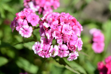 Sweet william flowers (Dianthus barbatus) in the summer garden close up