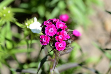 Sweet william flowers (Dianthus barbatus) in the summer garden close up
