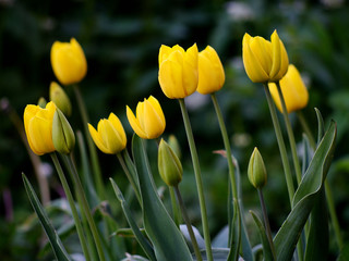Obraz premium Yellow tulips