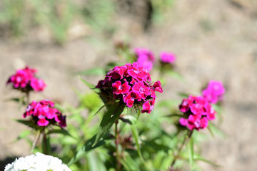 Sweet william flowers (Dianthus barbatus) in the summer garden close up