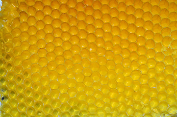 Close-up of an Honeycomb Texture