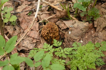 i break through the grass to the stars