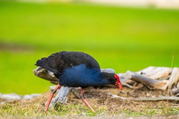 Pukeko