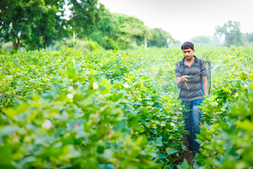 indian farmer spraying pesticide at cotton field