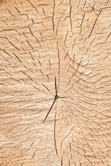 Birch wood slab texture with annual rings, fractures and saw marks. Not treated. natural background or wallpaper.