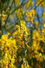 Close-up of Yellow Genisteae Blossom, Broom, Nature