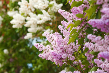 Obraz premium Lilac blossom in spring scene. Spring blooming lilac flowers. Lilac flowers