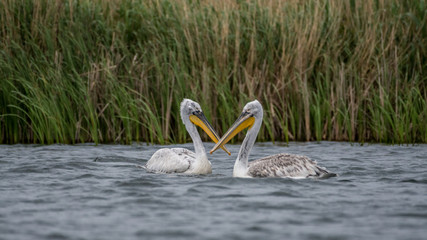 Flock of white pelicans in the wild- Danube Delta Romania