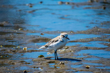 Dotteral bird in estuary