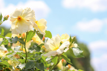 Fototapeta premium 快晴の下に咲く大きな白い花びらが美しい白いバラ