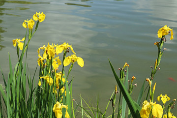 Yellow flowers at the pond shore