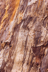 Closeup of tree bark. Wooden background and texture. Tree texture closeup. Toned image.