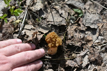 small wrinkled mushroom hid in dry foliage