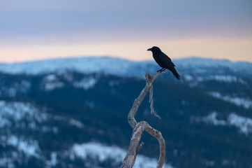 Alone Raven overlooking mountains