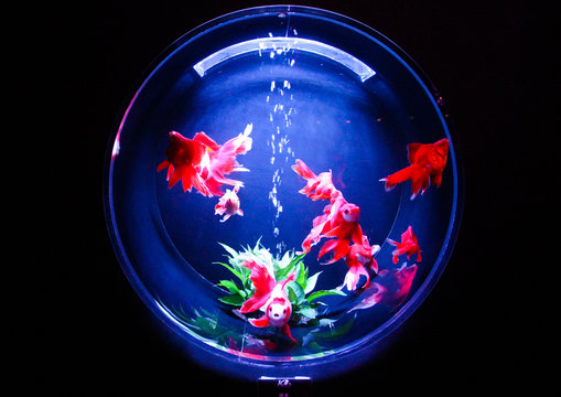 金魚 Images Browse 10 473 Stock Photos Vectors And Video Adobe Stock 金魚 Images Browse 10 473 Stock Photos Vectors And Video Adobe Stock