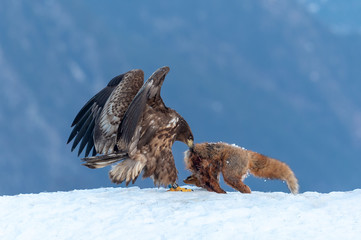 White Tailed Eagle and Red Fox