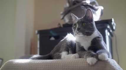 Curious domestic polydactyly gray and white cat searches back and forth for prey.