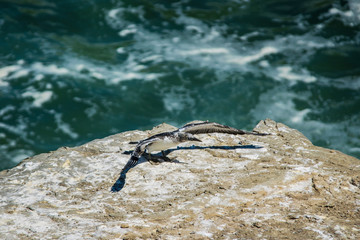 Single gannet on edge of cliff
