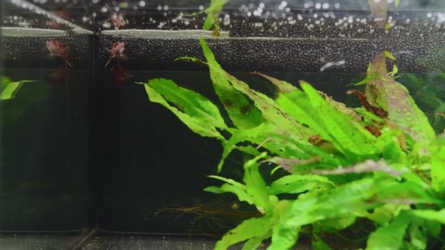 Ein M&auml;nnchen von Beta Splendens Koi baut ein Schaumnest